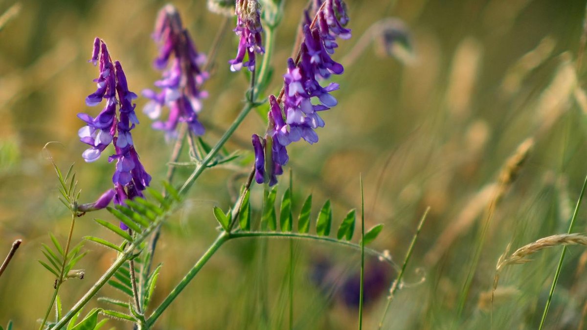 hairy vetch