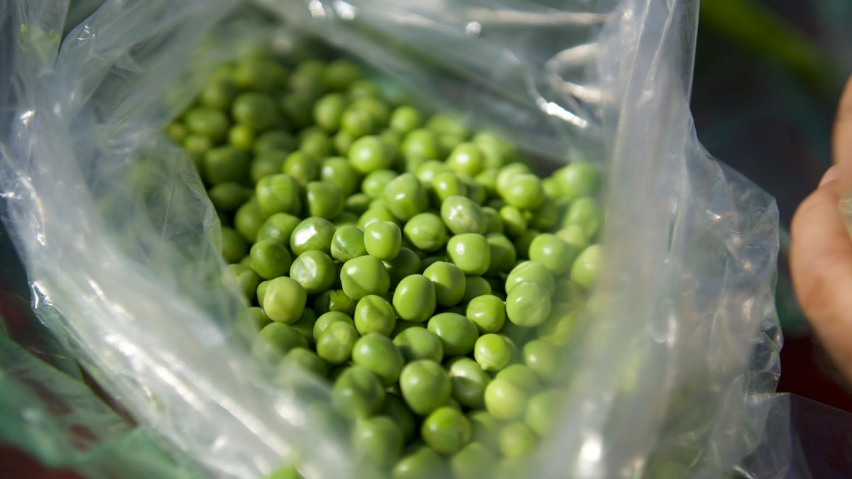 pigeon pea shrub
