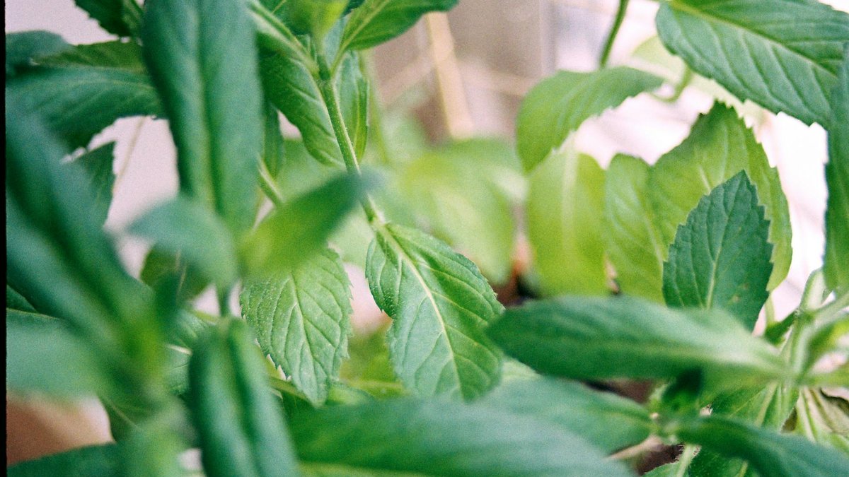 mint roots invasive