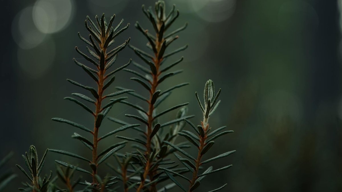 old woody rosemary