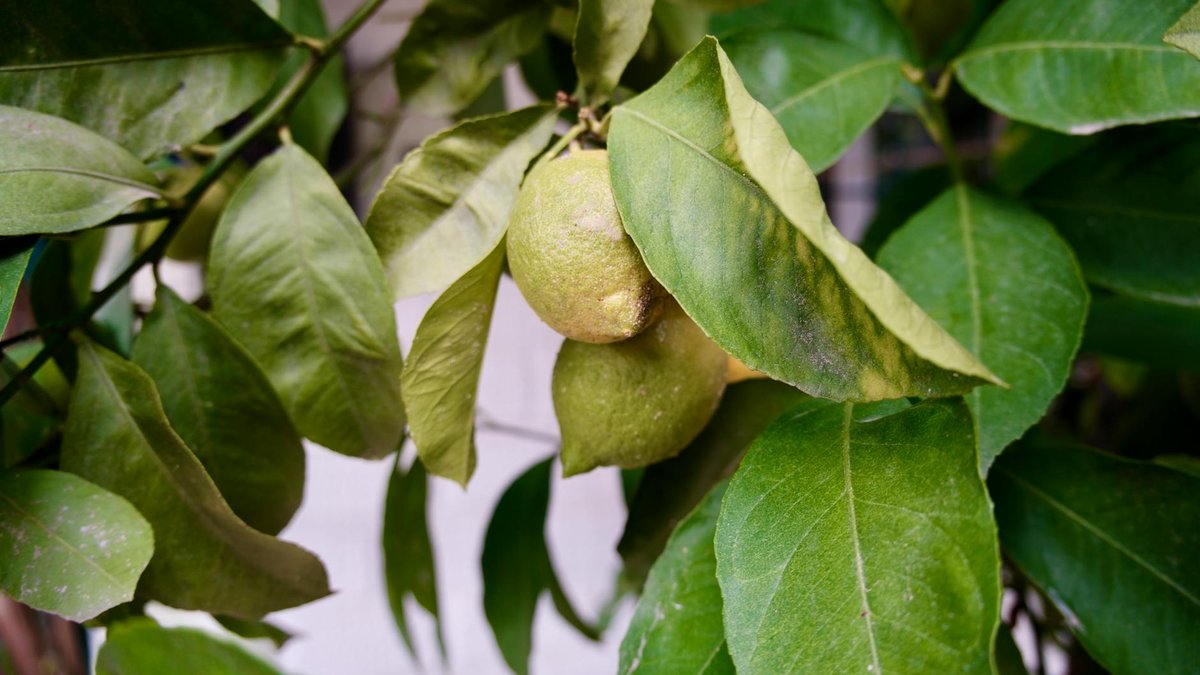 lemon tree fruit