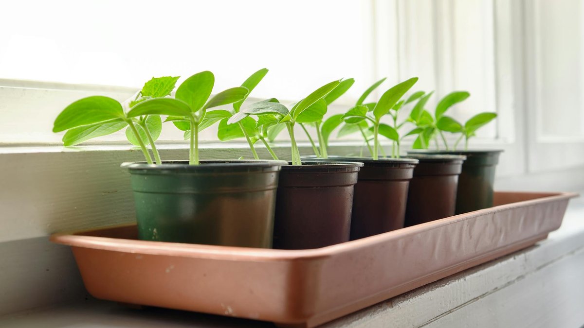 cucumber seedling pot