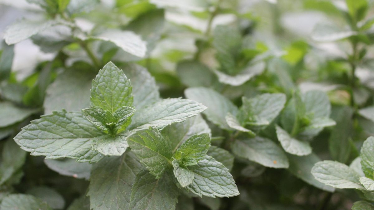 peppermint repellent