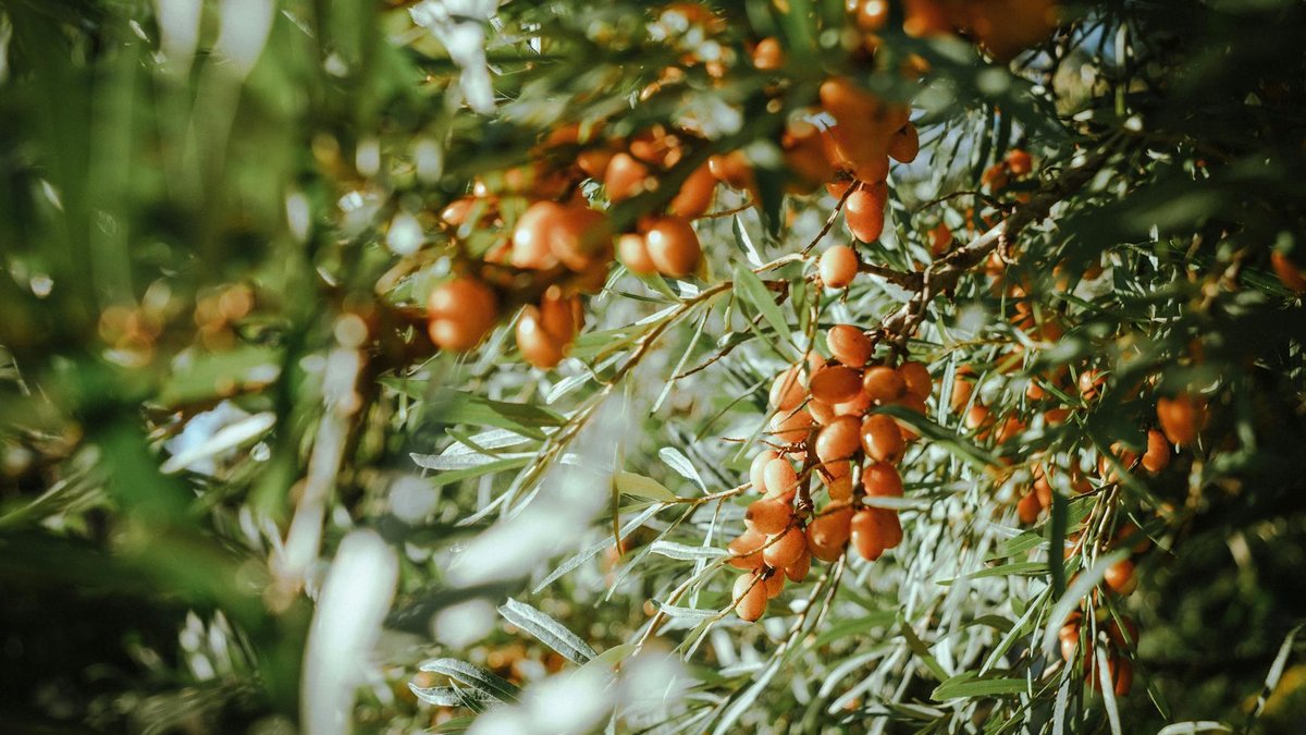 sea buckthorn berries