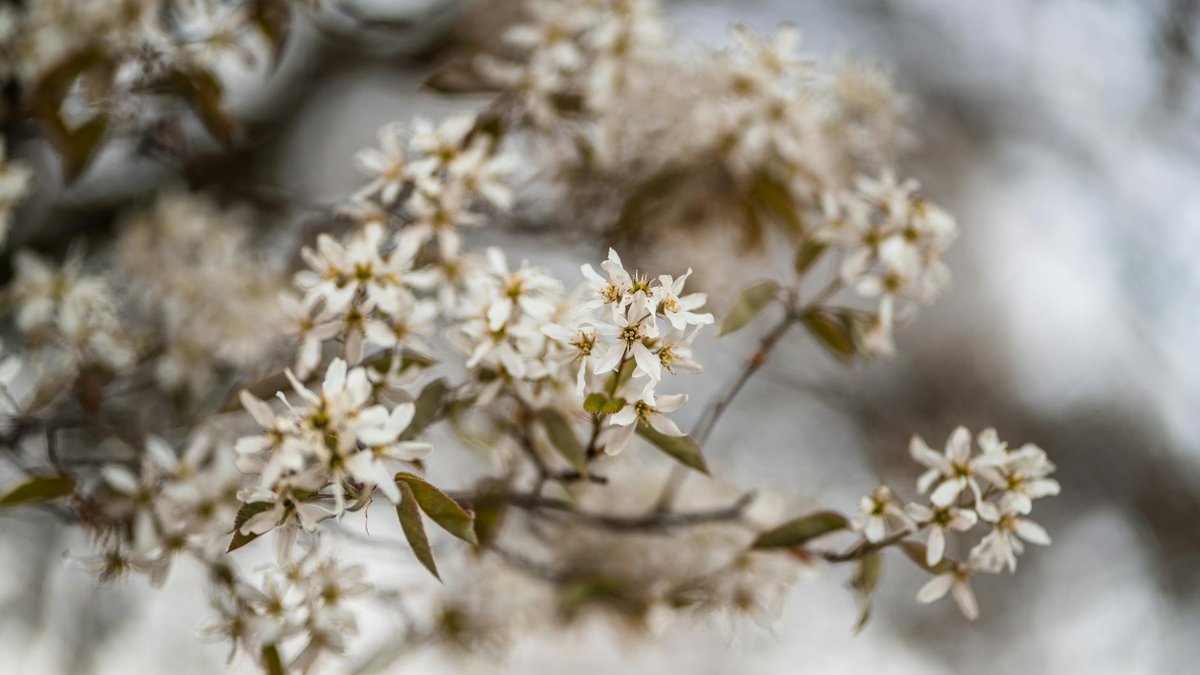 juneberry shrub