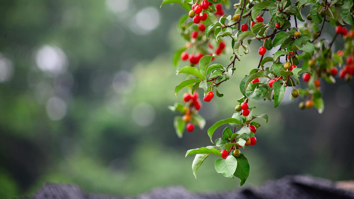 goumi berry