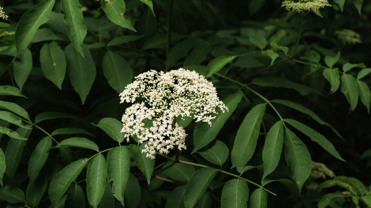 elderberry flowers