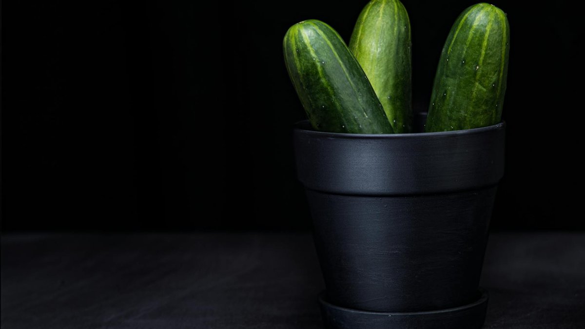 watering cucumber pot