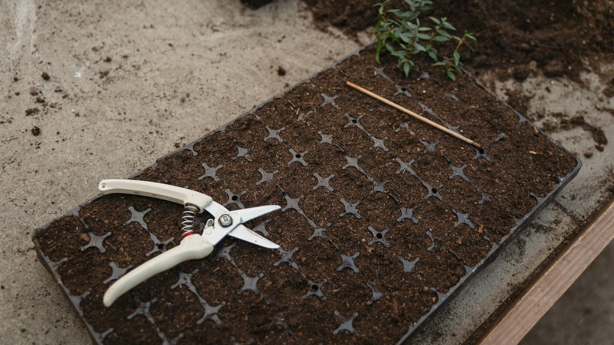 thyme plant propagation