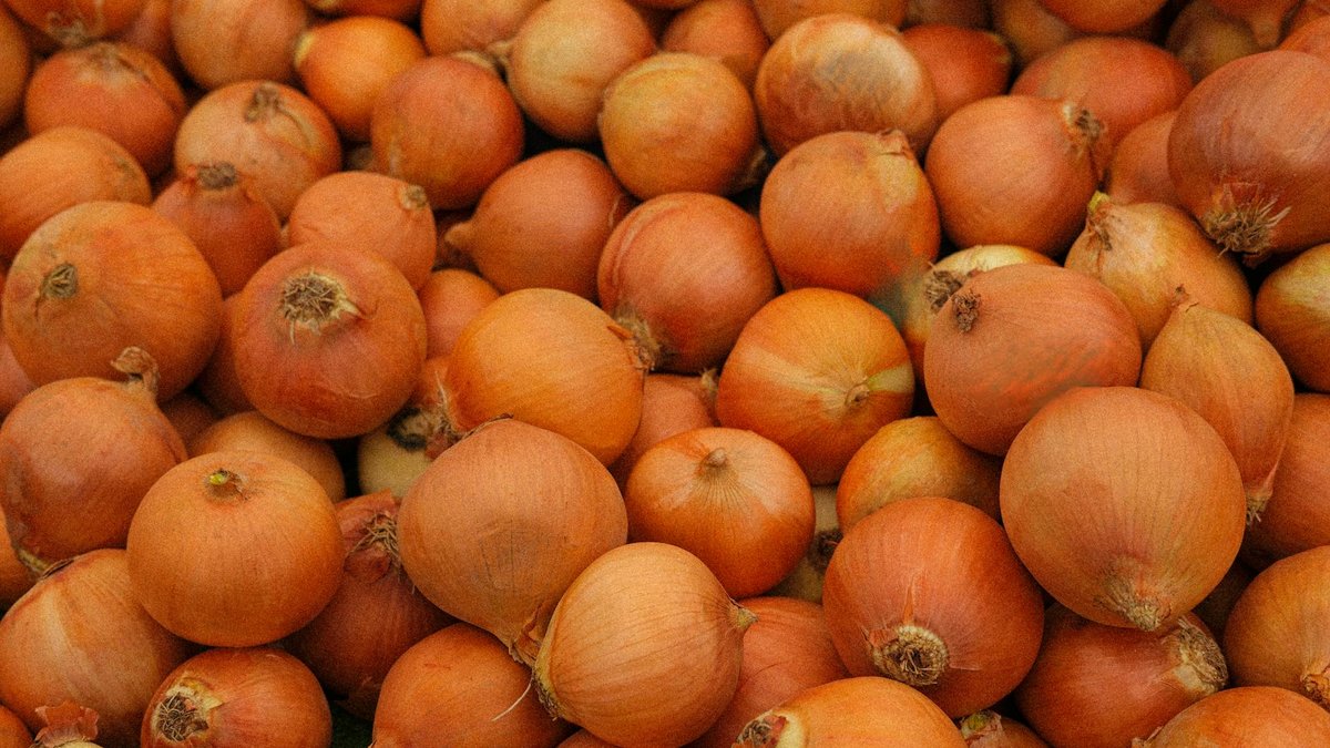 onion bulb planting
