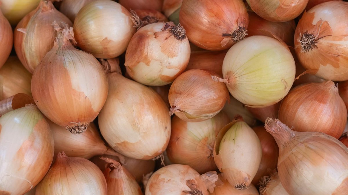 onion container choice