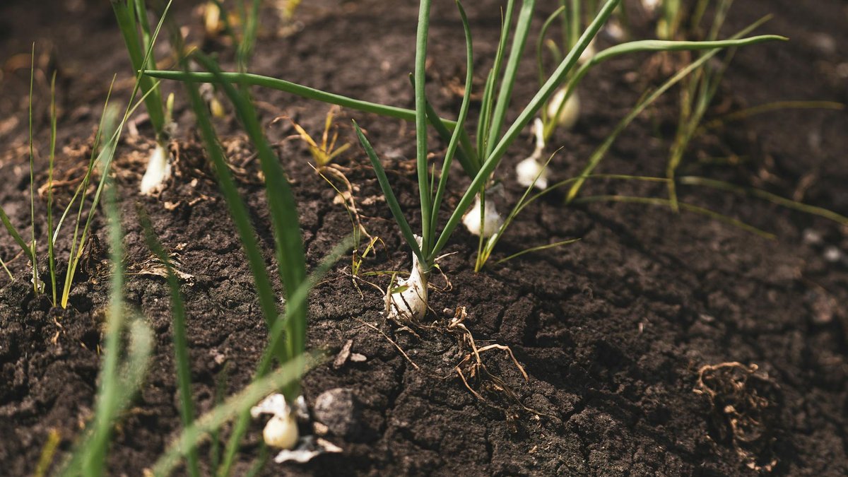 onion soil mix