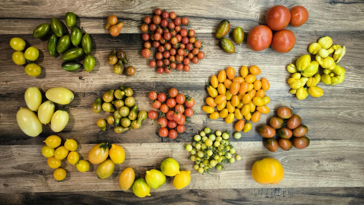 small tomato varieties