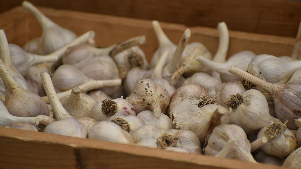 garlic container