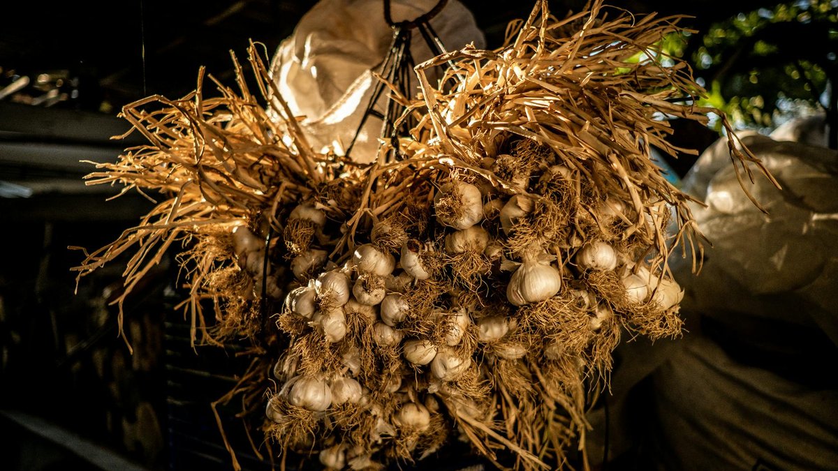 garlic harvest