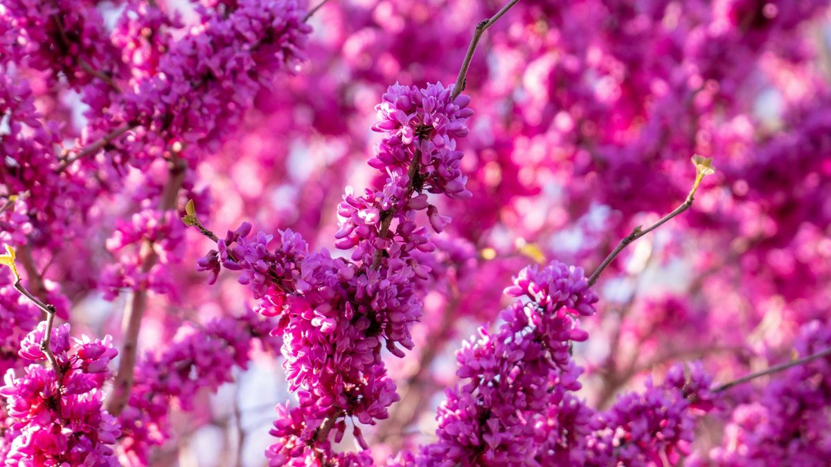 redbud tree
