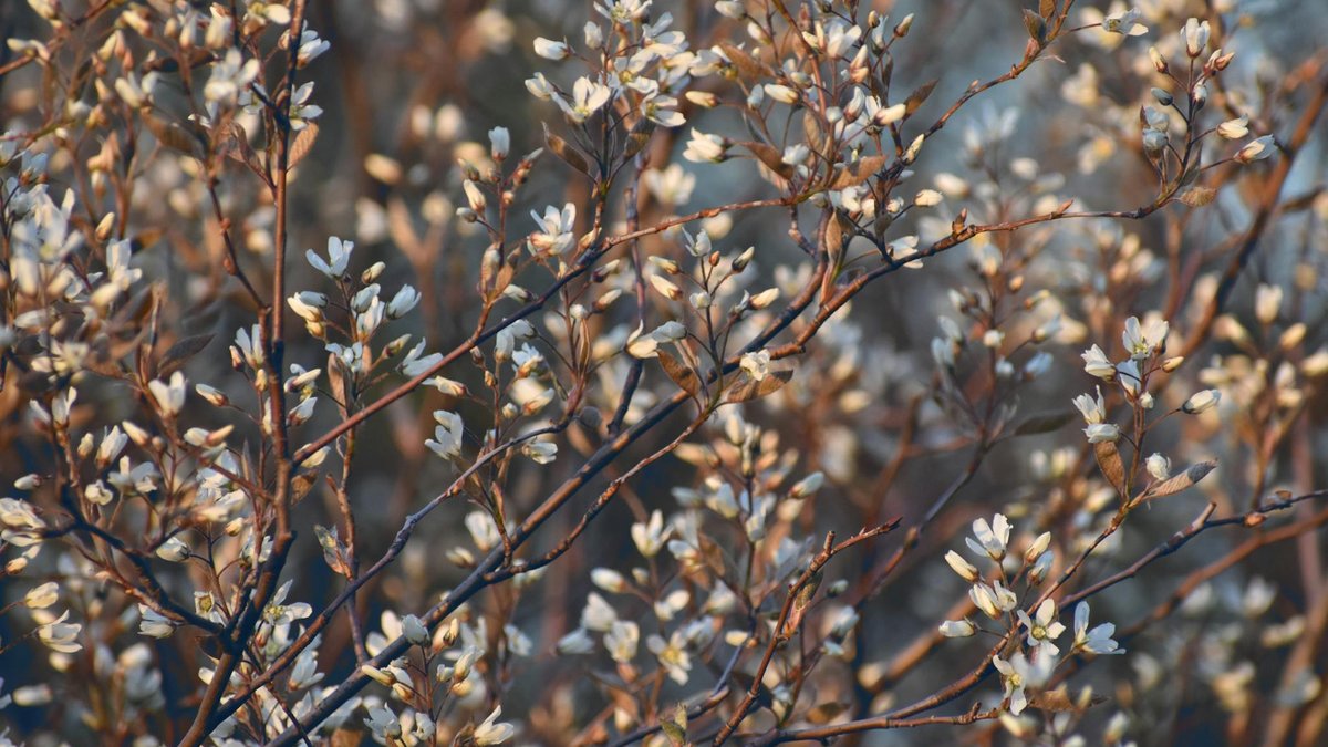 serviceberry tree