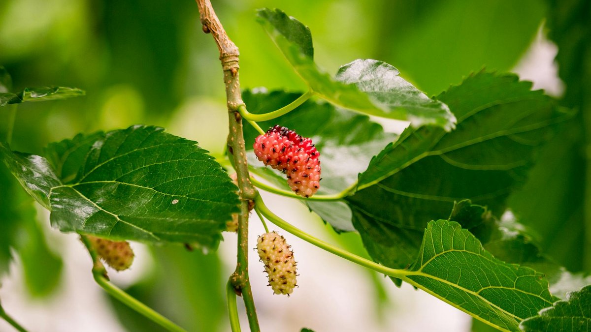 mulberry tree damage