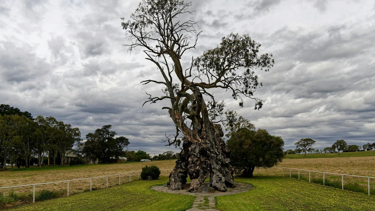 eucalyptus roots
