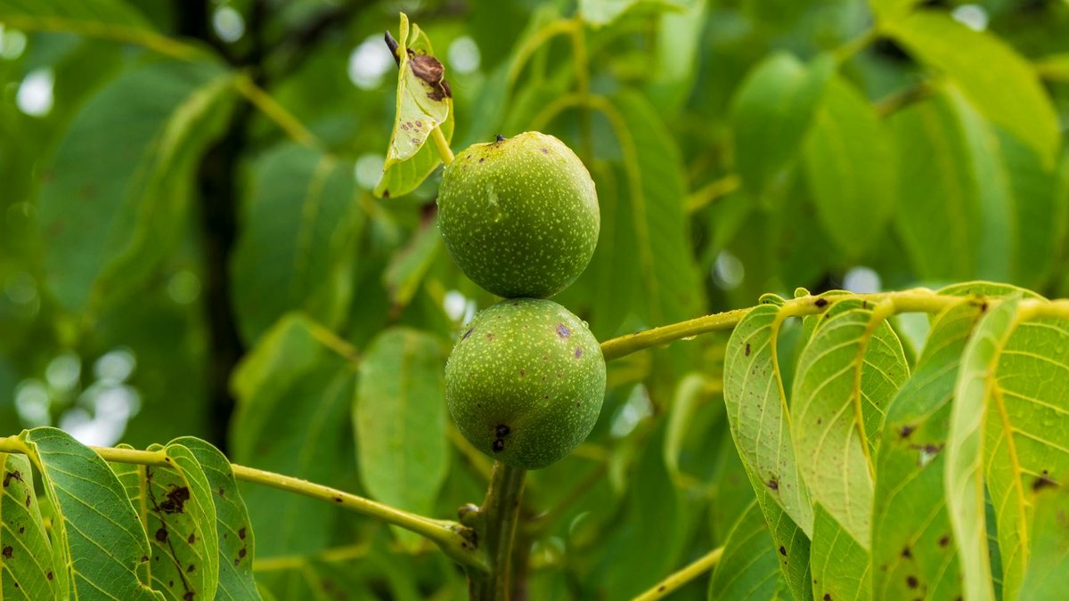 walnut tree juglone