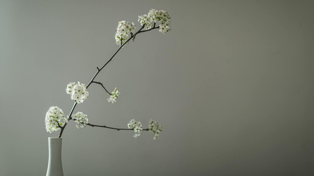 callery pear branch