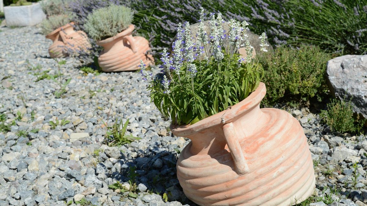 lavender container