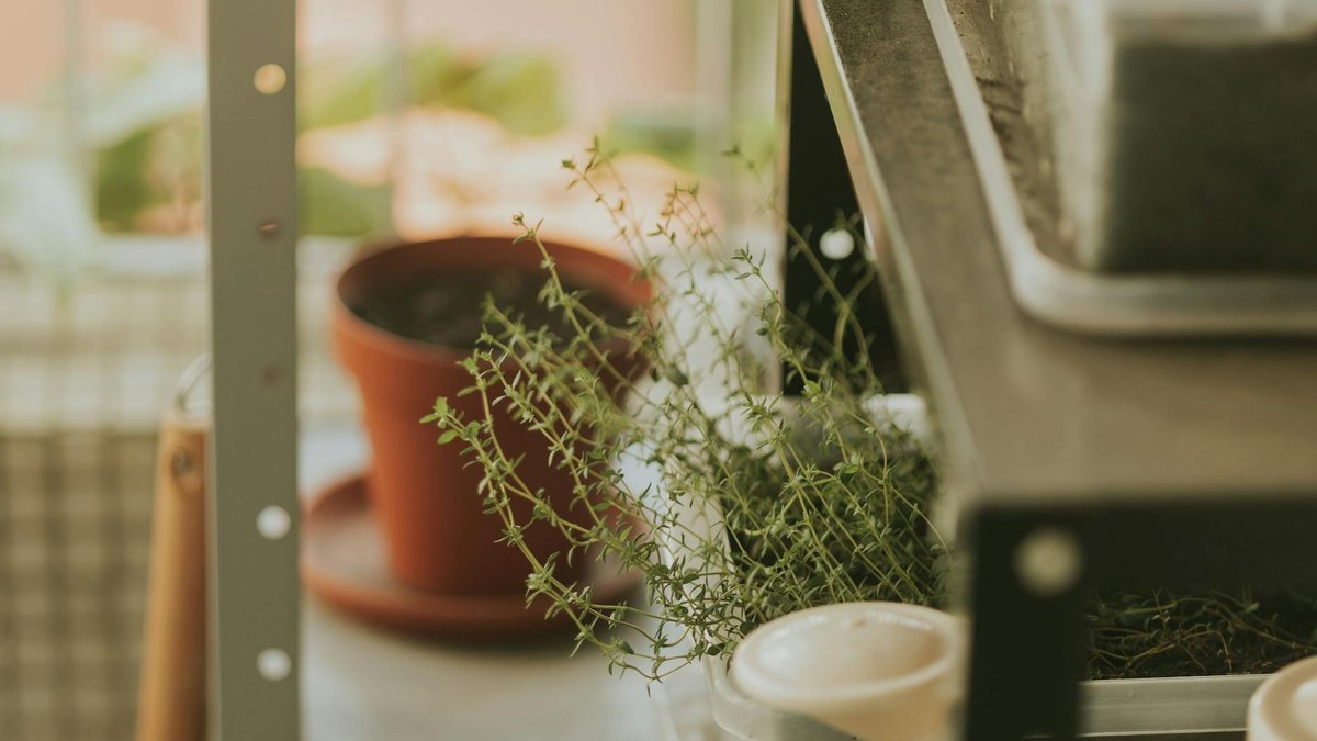 thymus pot