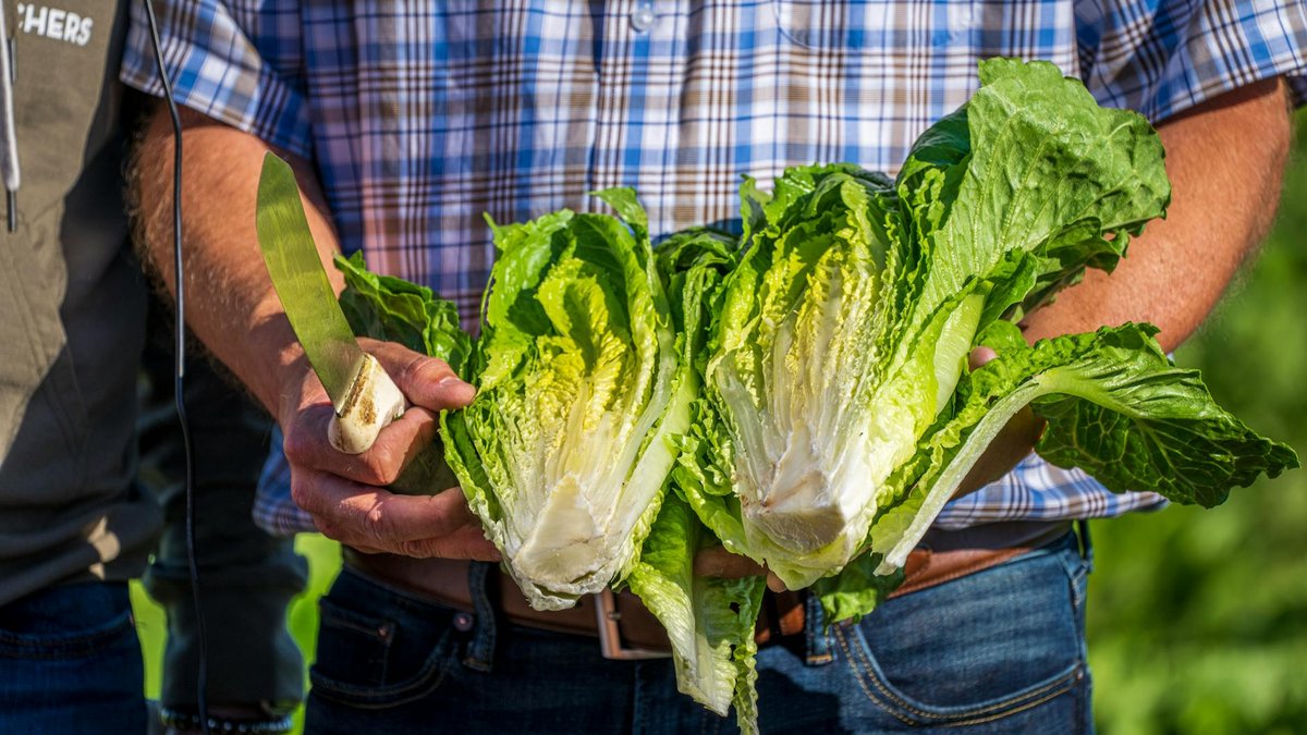 cut and come again lettuce