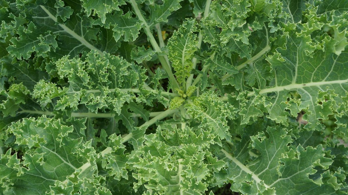 kale harvest