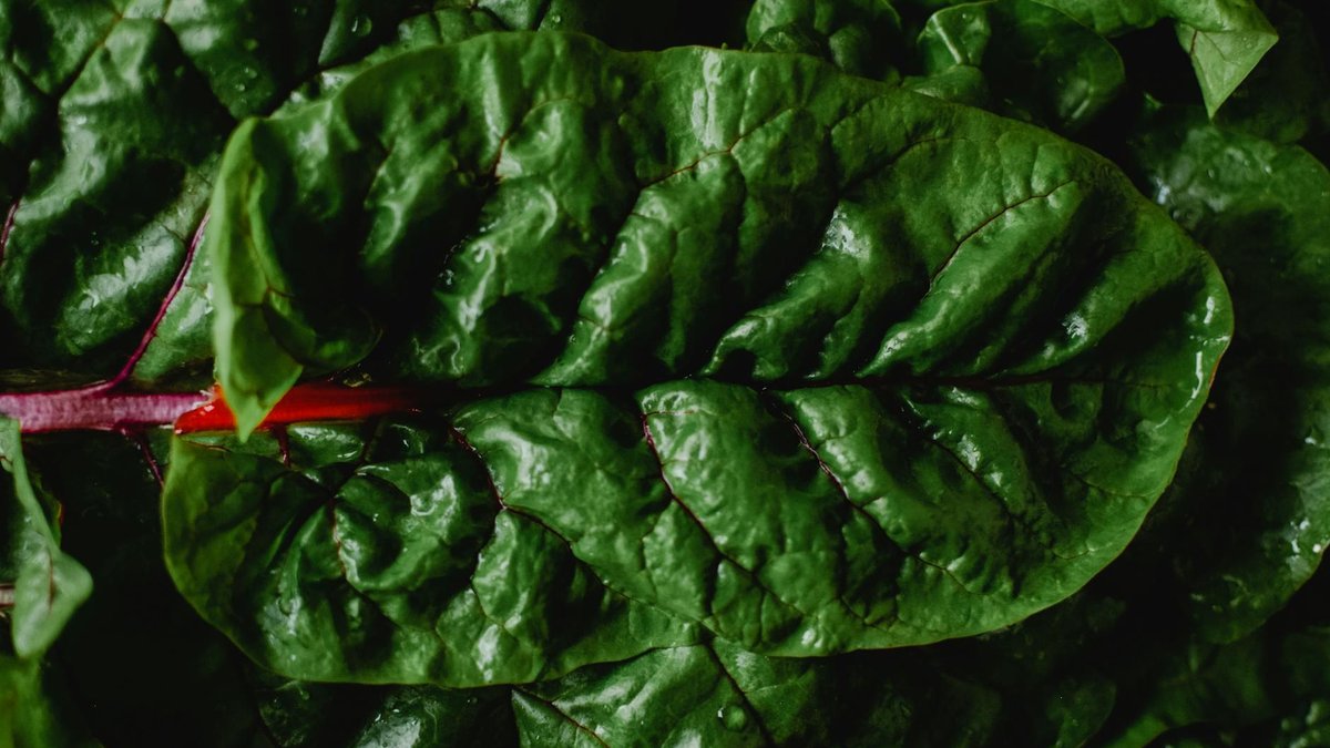 swiss chard harvest