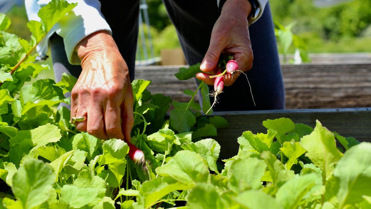 radish harvest