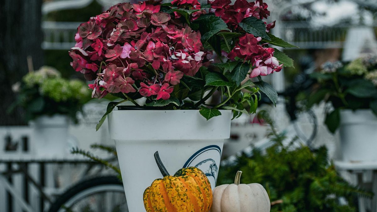 pumpkin pot