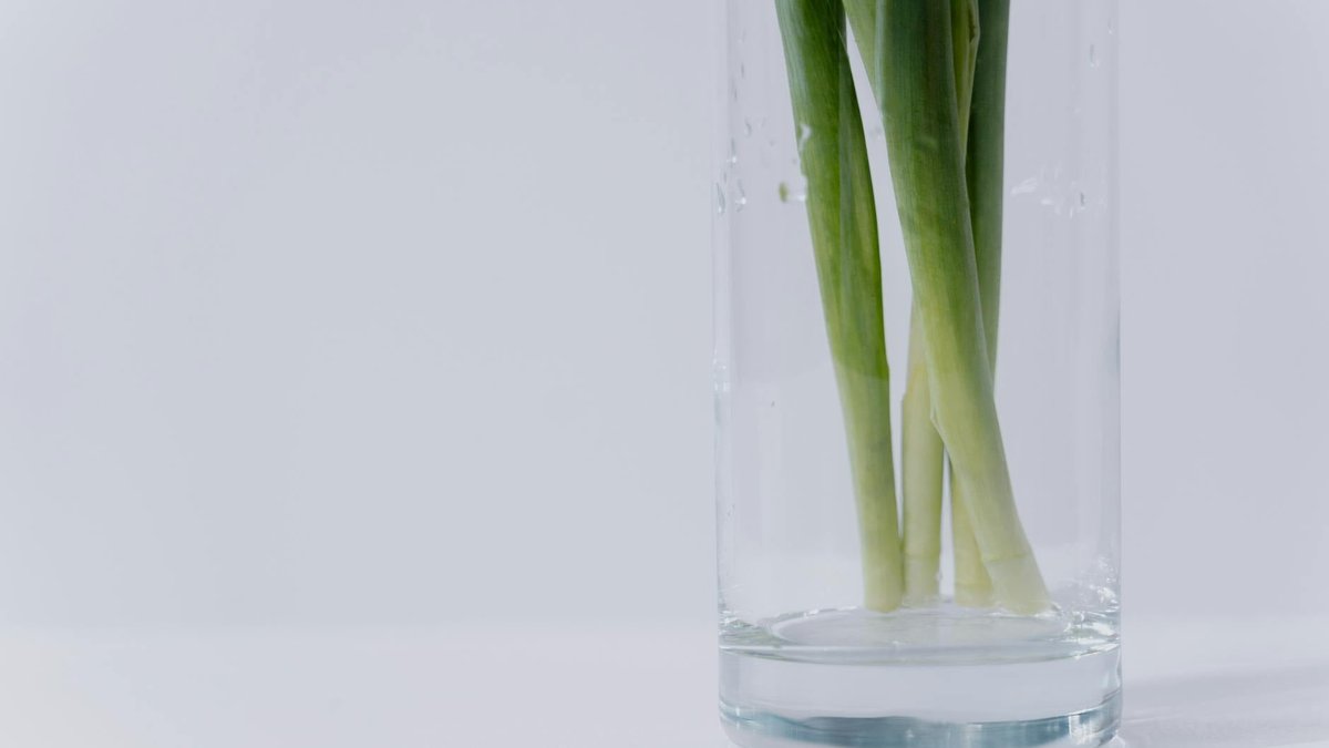 green onions in water