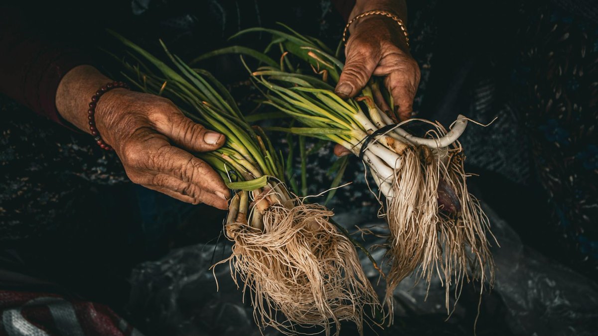 green onion roots