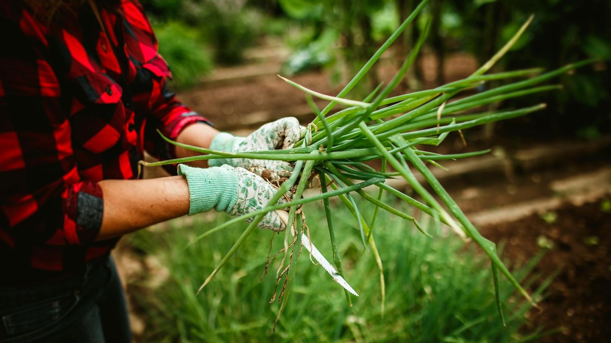 green onion harvest