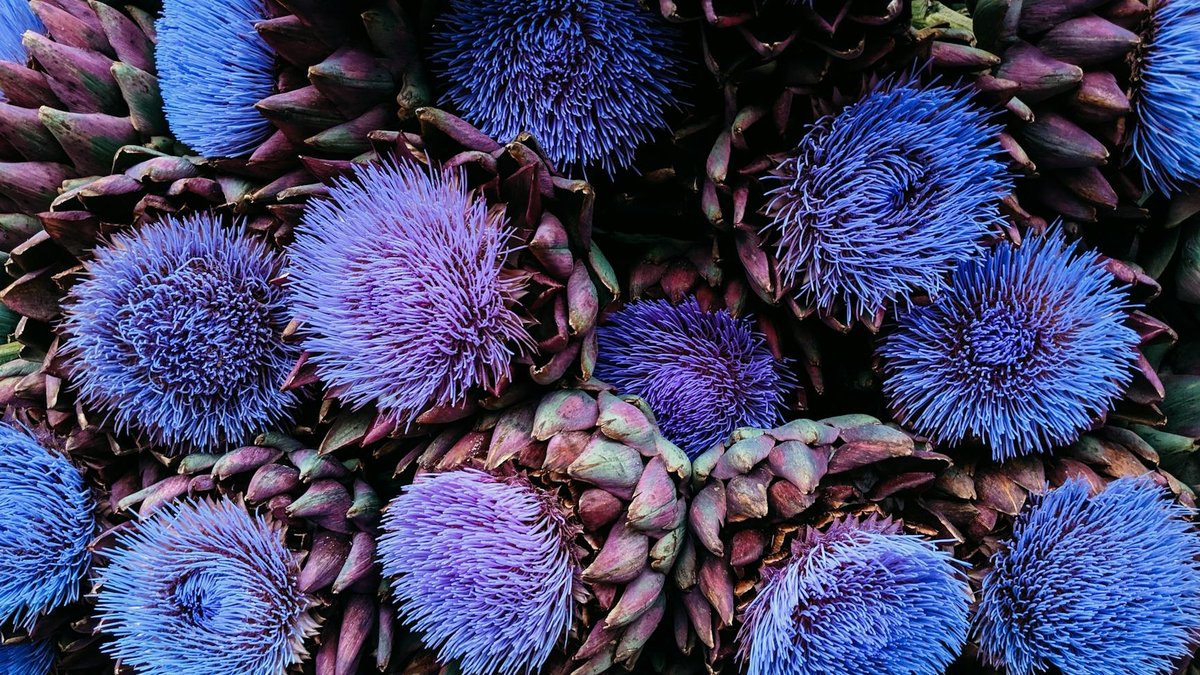 artichoke varieties
