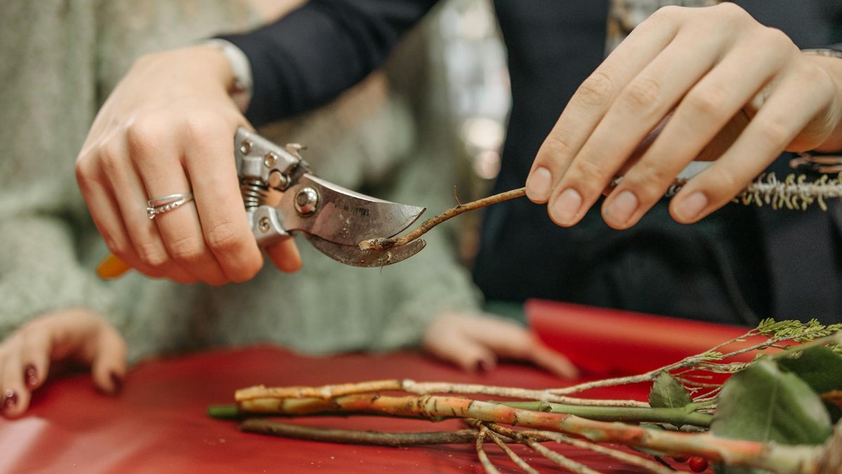 cutting sage stems