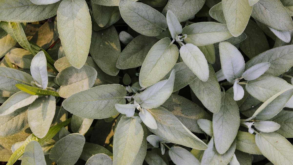 sage herb garden