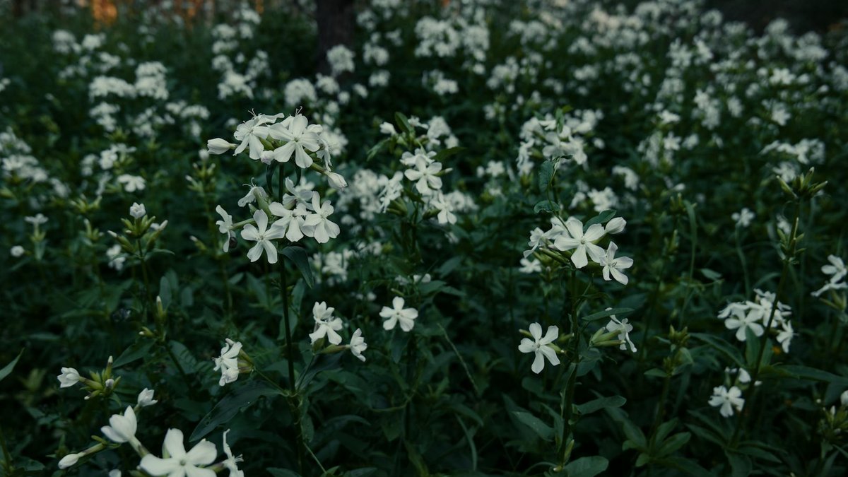 rue officinalis care