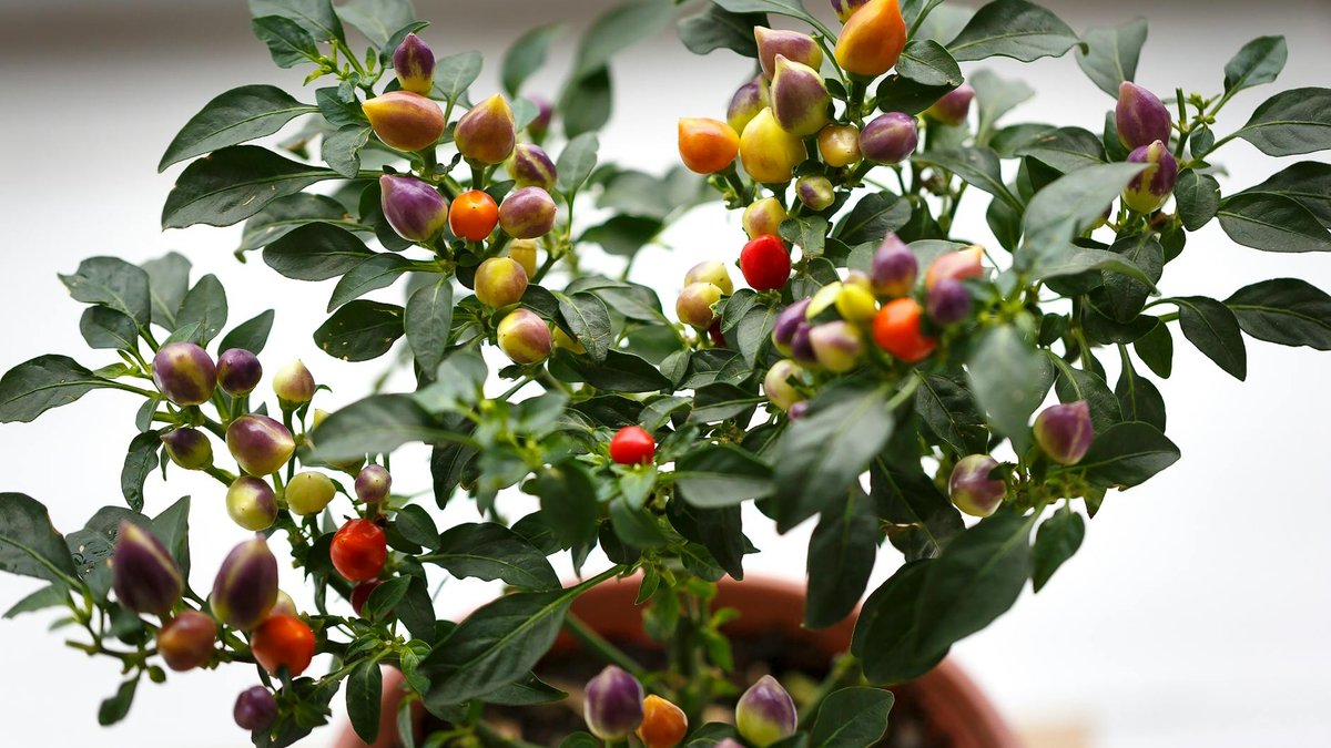 potted pepper plant