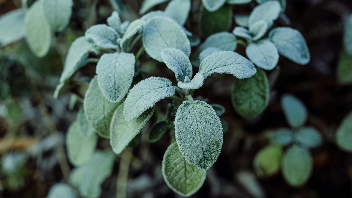 herbs winter protection