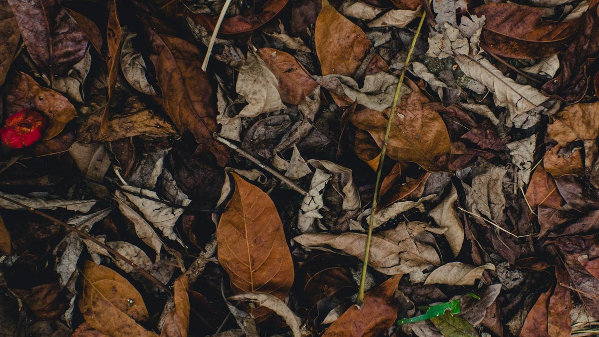 dead leaves mulch