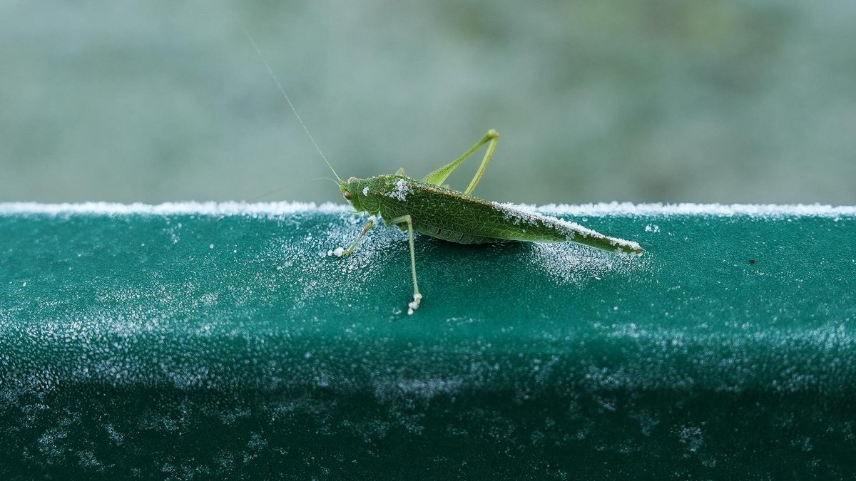 garden insects winter