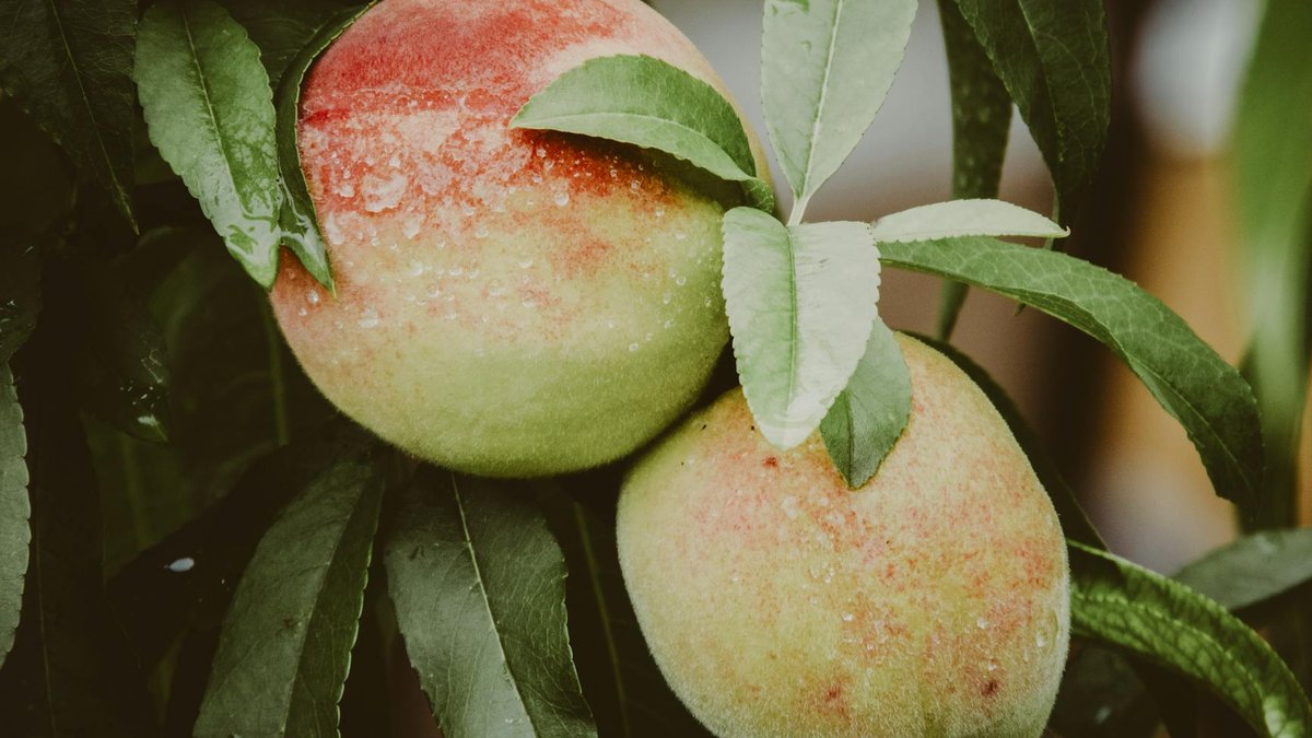 peach tree