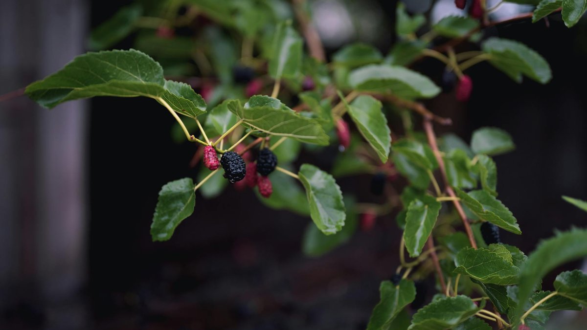 mulberry tree