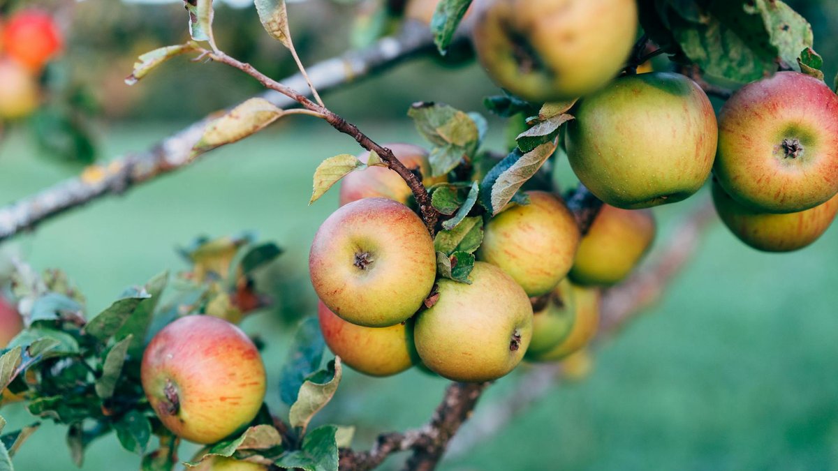 apple tree