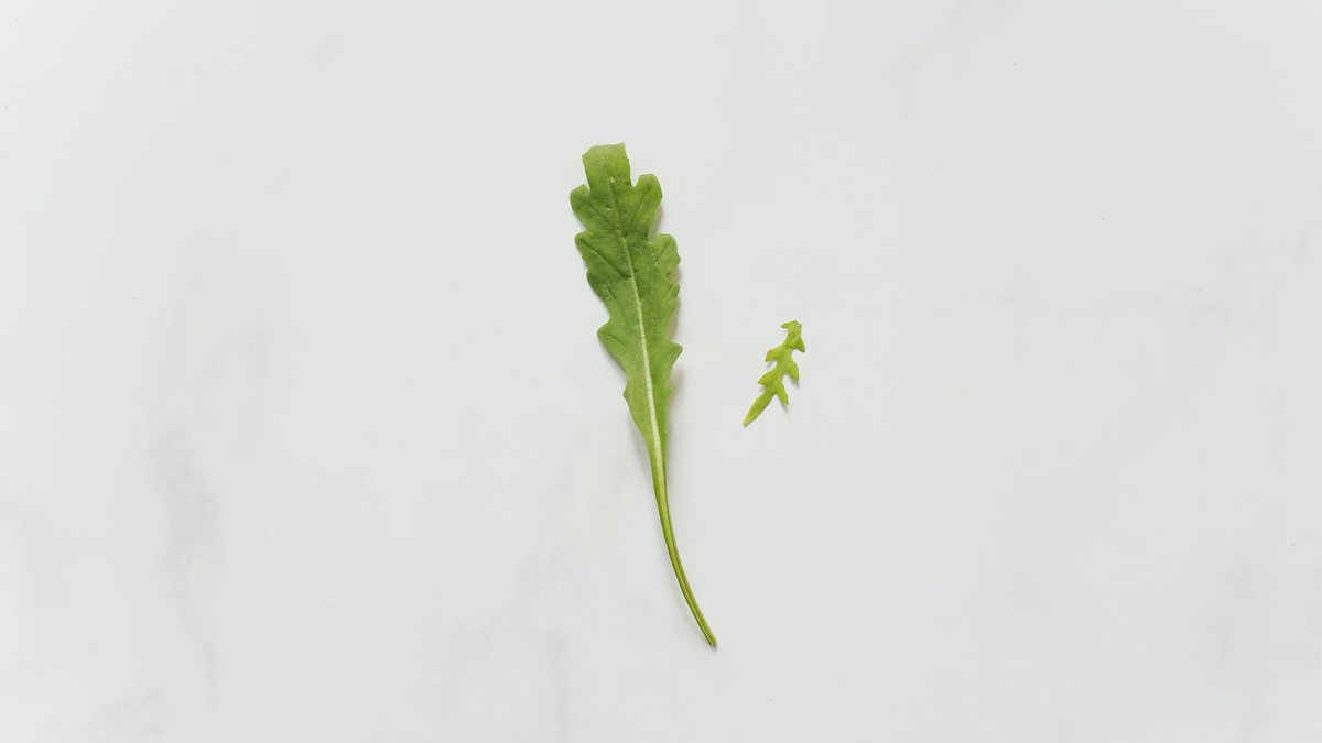 arugula window light