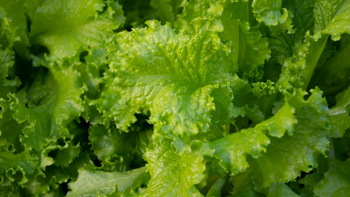 shade tolerant vegetables