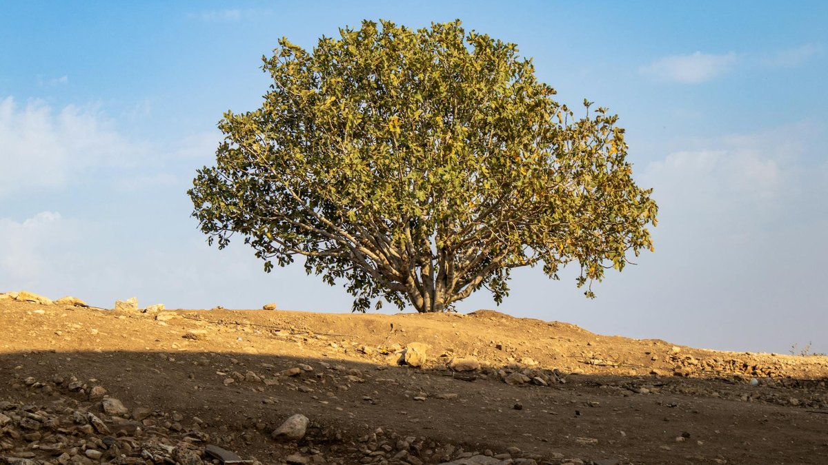 fig tree rocky soil