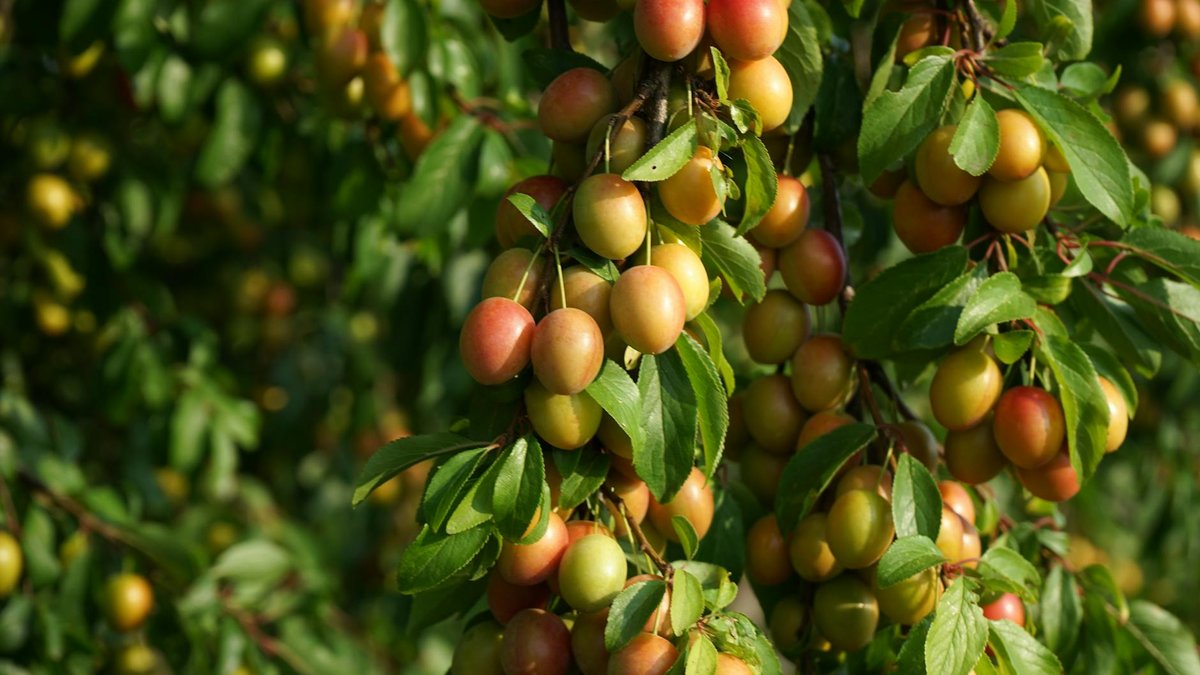 plum tree clay soil